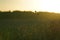 Closeup of Poppyheads field in summertime evening