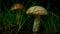 Closeup porcini mushrooms in the forest in the rain, slow mo