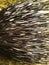 Closeup Porcupine Quill Spikes Black White