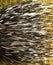 Closeup Porcupine Quill Spikes Black White