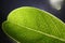 Closeup of portion of green netted veins leaf, reticulate venation of leave with light