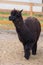 Closeup portrait of an adorable cute black curly shagged male alpaca with with thick wool and funny fringe .Vicugna