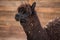 Closeup portrait of an adorable cute black curly shagged male alpaca with with thick wool and funny fringe .Vicugna