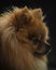 Closeup portrait of an adorable Pomeranian dog.