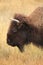 Closeup Portrait of an Adult Buffalo with Autumn Glasslands as a