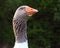 Closeup portrait of adult greylag goose male