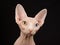 Closeup portrait of adult Sphynx