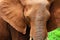 Closeup portrait of African elephant