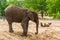 Closeup portrait of a african elephant with small tusks, Vulnerable animal specie from Africa