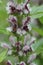 Closeup portrait on an aggregation of pink Motherwort, Leonurus cardiaca, plants flowering