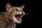 Closeup portrait Aggressive Oriental Cat Hisses in Profile, Black Isolated