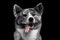 Closeup portrait of Akita inu Dog on Isolated Black Background