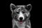 Closeup portrait of Akita inu Dog on Isolated Black Background