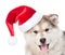 Closeup portrait alaskan malamute puppy dog in red christmas hat