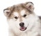 Closeup portrait alaskan malamute puppy dog. on white