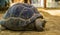 Closeup portrait of a aldabra giant tortoise, worlds largest turtle specie, tropical and vulnerable reptile from seychelles and