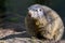 Closeup portrait of an alpine marmot, rodent specie, wild squirrel from the alps of europe