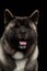 Closeup Portrait of American Akita Dog on Black