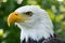 Closeup portrait of American Bald Eagle