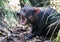 Closeup portrait of the angry Tasmanian devil Sarcophilus harrisii withan open mouth and canines