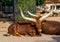 Closeup portrait of a ankole watusi laying on the ground, tropical cow breed with massive horns from America