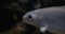 Closeup portrait of an arctic grayling.