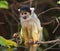 Closeup portrait of baby Golden Squirrel Monkey Saimiri sciureus sitting on branch, Bolivia