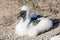 Closeup portrait of baby Nazca Booby with mouth open sitting on ground outdoors in the wild