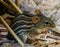 Closeup portrait of a barbary striped grass mouse, popular tropical rodent from Africa, small cute pets