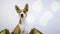 Closeup portrait Basenji cute puppy dog sitting in dog mat on white wall background. Flares. Wide