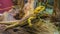 Closeup portrait of a bearded dragon lizard, popular tropical terrarium pet in herpetoculture