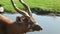 Closeup portrait of a beautiful antelope