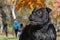 Closeup portrait of beautiful black dog of Staffordshire Bull Terrier breed, with proud look, standing on autumn public park backg