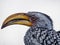 Closeup portrait of beautiful colorful Southern Yellow-Billed Hornbill bird with long beak, Botswana, Africa