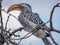 Closeup portrait of beautiful colorful Southern Yellow-Billed Hornbill bird with long beak, Botswana, Africa