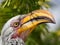 Closeup portrait of beautiful colorful Southern Yellow-Billed Hornbill bird with long beak, Botswana, Africa