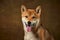 Closeup portrait of beautiful golden color Shiba Inu dog looking at camera isolated over dark vintage background