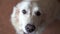 Closeup portrait of a beautiful Golden Retriever dog - focus on the nose, then focus on the eyes. handheld shoot