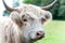 Closeup portrait of beautiful highland scottish hairy creamy cow