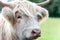 Closeup portrait of beautiful highland scottish hairy creamy cow