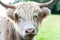 Closeup portrait of beautiful highland scottish hairy creamy cow