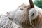 Closeup portrait of beautiful highland scottish hairy creamy cow