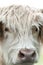 Closeup portrait of beautiful highland scottish hairy creamy cow