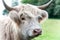 Closeup portrait of beautiful highland scottish hairy creamy cow