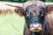 Closeup portrait of beautiful highland scottish hairy red cow