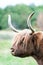 Closeup portrait of beautiful highland scottish hairy red cow