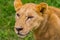 Closeup portrait of beautiful lioness