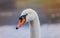 Closeup portrait of beautiful white swan on the river on cold winter morning. Symbol of purity and fidelity. Lovely bird