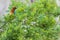 A closeup portrait of a bee-eater perched on a branch