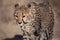 Closeup portrait of a big Cheetah wild cat`s striking yellow eyes and black nose. The fastest animal in the world